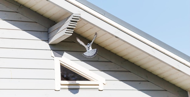 ハトは晴れた春の日に青い空を巣にする場所を求めて木造家屋の近くを飛ぶ