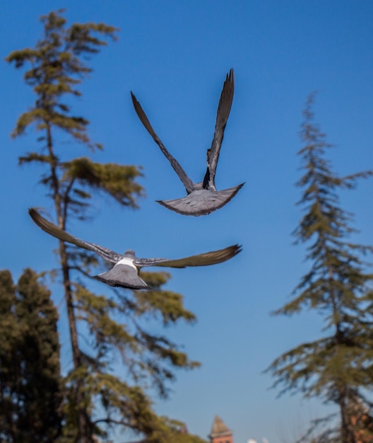 Pigeons flying in air