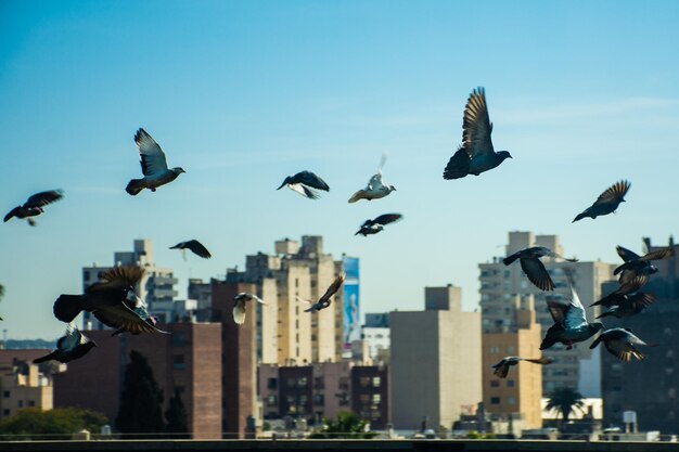 Photo pigeons flying in city against sky