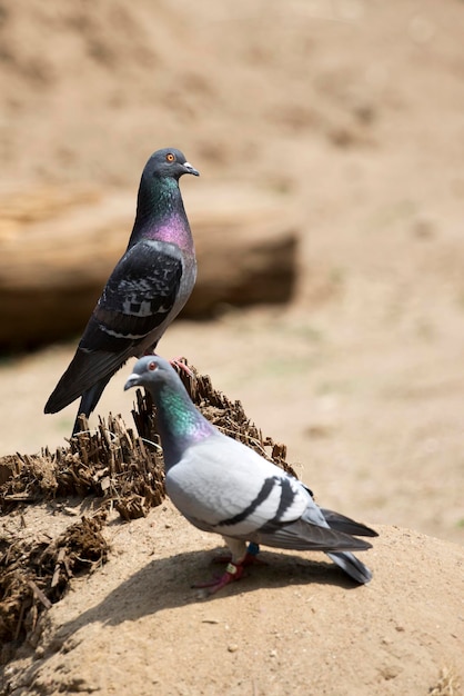 Pigeons in the glade