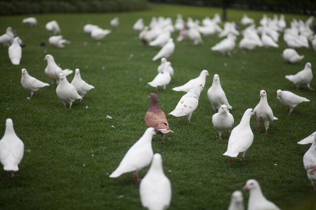 Pigeons on grass at park