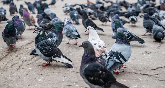 写真 公園のイリーにあるの群れ