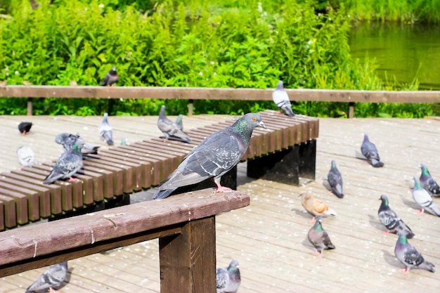 写真 市の公園の