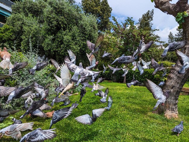 Pigeons in the park of Athens