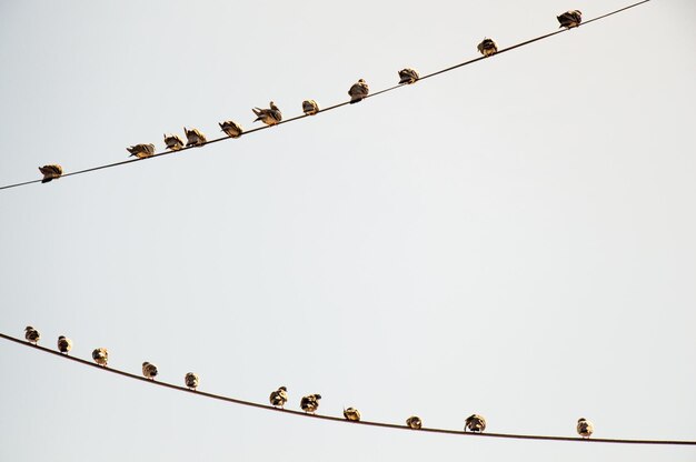 Photo pigeons perched on wire