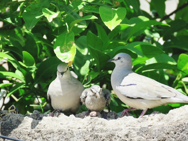 写真 植物 に 座っ て いる