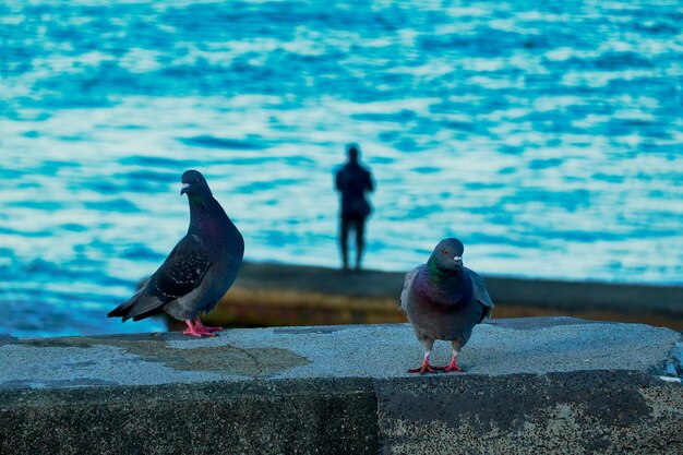 Pigeons perching on retaining wall