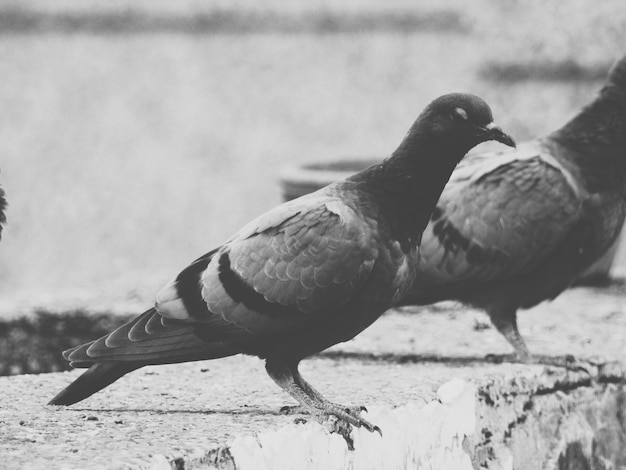 Photo pigeons perching on retaining wall