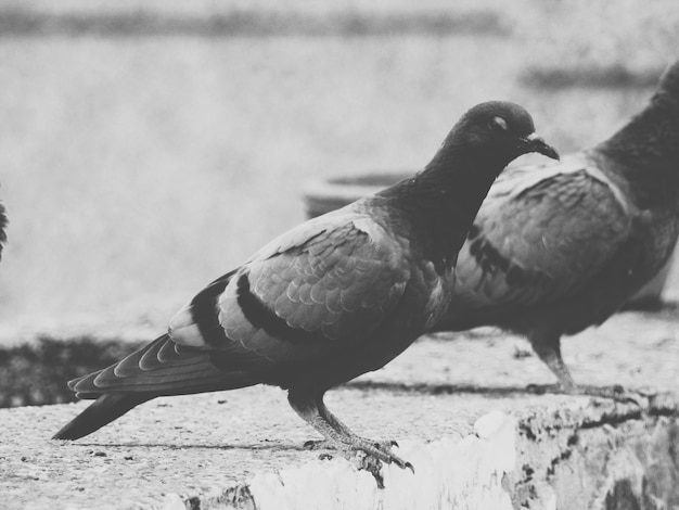 Pigeons perching on retaining wall