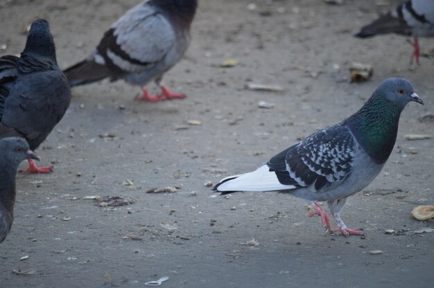 Pigeons perching on a street