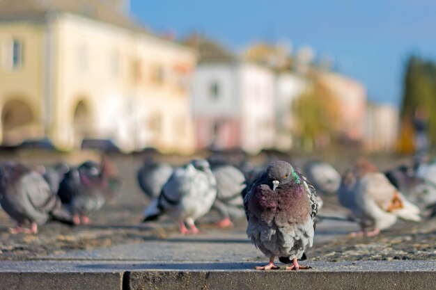 Foto i piccioni appoggiati su un muro