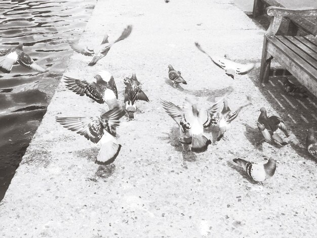 Photo pigeons on pier by river