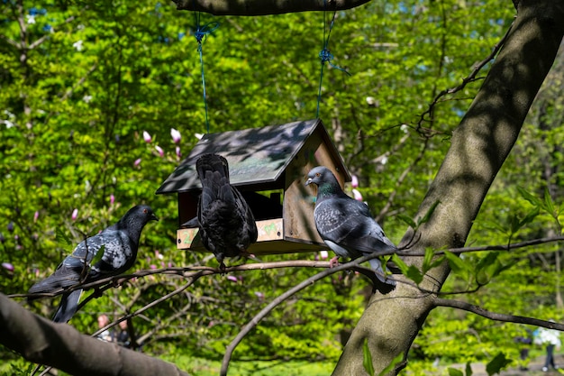 Pigeons Pigeons in the house Pigeons eat Goroth pigeons