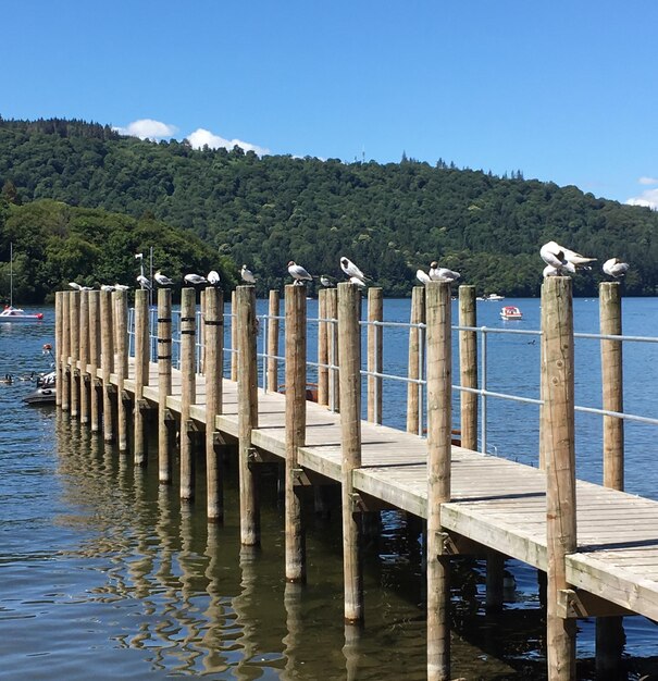 Photo pigeons on posts