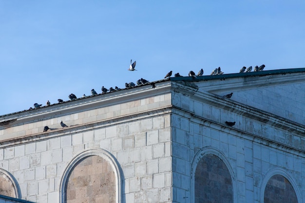 pigeons on the roof of an old building.