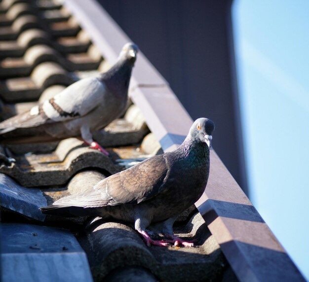 Photo pigeons on roof