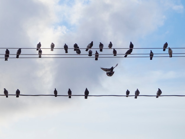 Pigeons sit on electrical wires and one in flight