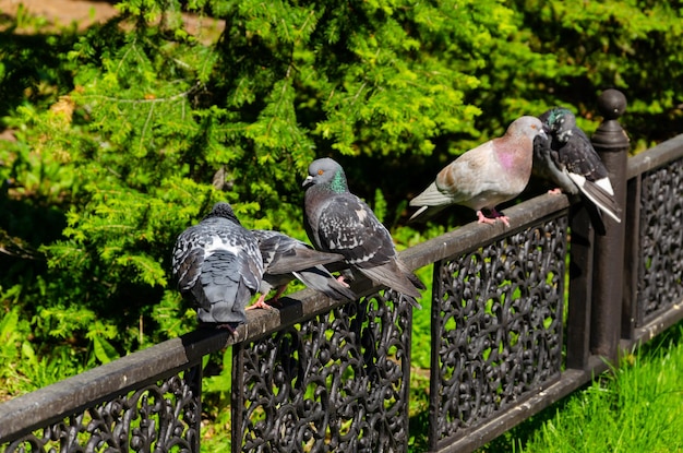 Pigeons sit on the fence on a summer day.