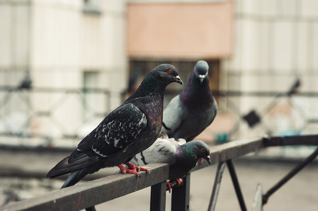 Pigeons sit on an iron fence