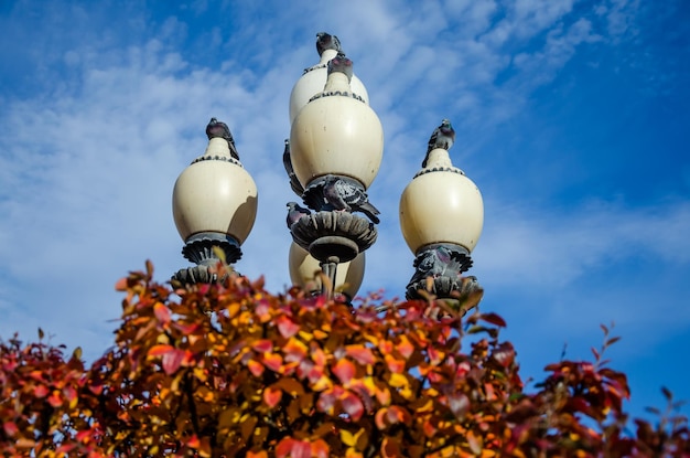 Pigeons sit on lanterns on a lighting pole.