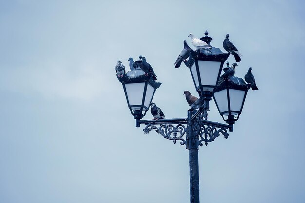 Pigeons sit on a street lamp