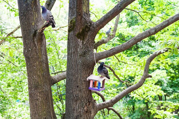 Pigeons sit on trees and bird feeder in city park