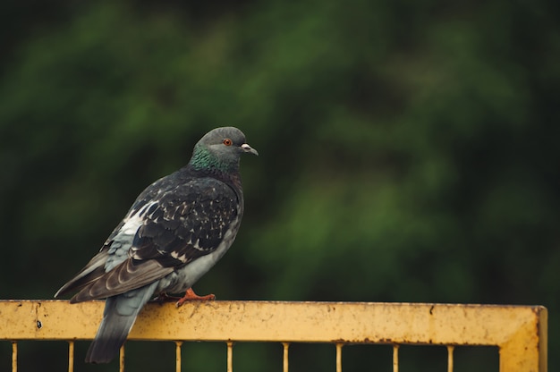 Pigeons sit on a yellow iron fence