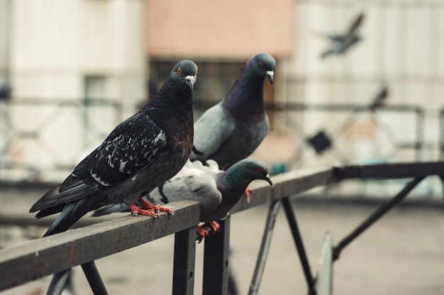 Pigeons sitting on an iron fence