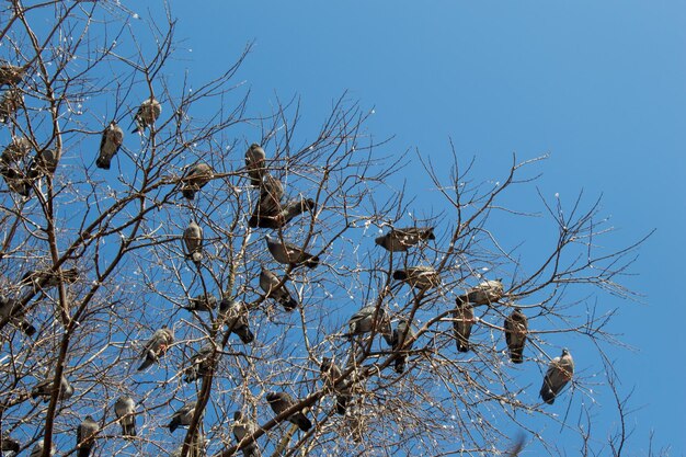 Pigeons sitting on the tree branch