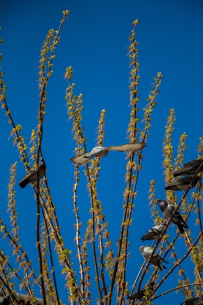 Pigeons sitting on the tree branch