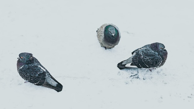 Pigeons on the snow in closeup
