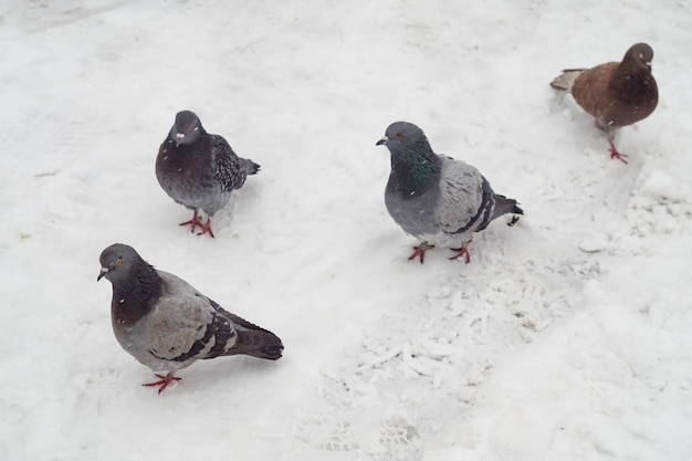 Piccioni nella neve in inverno