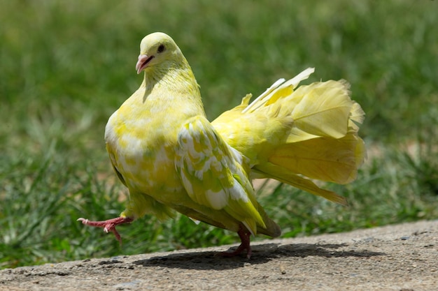 Pigeons standing on the grass in a city park