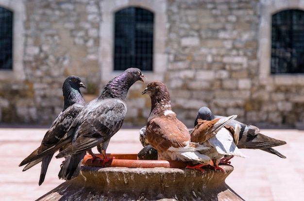 Pigeons standing near the old church stone wall, old town of Larnaca