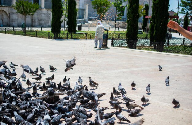 Pigeons on street in city