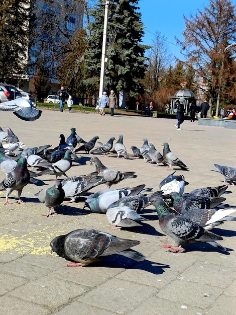 pigeons on the street