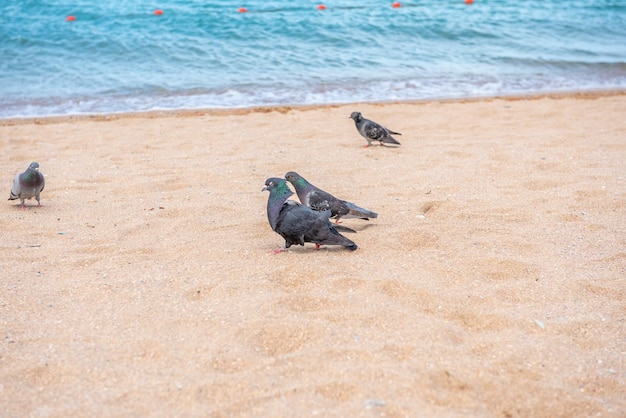 pigeons walk on the sand on the beach