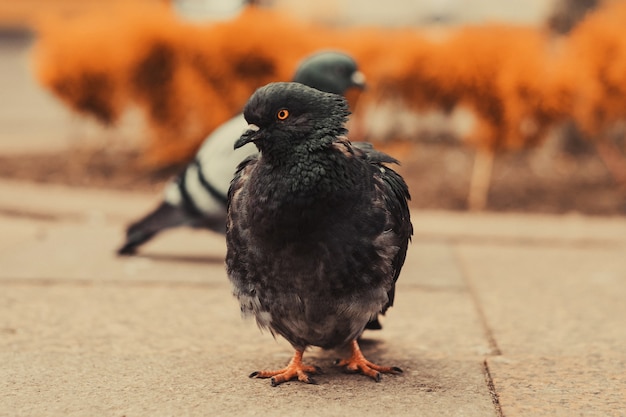 Pigeons walk, summer time, outdoor