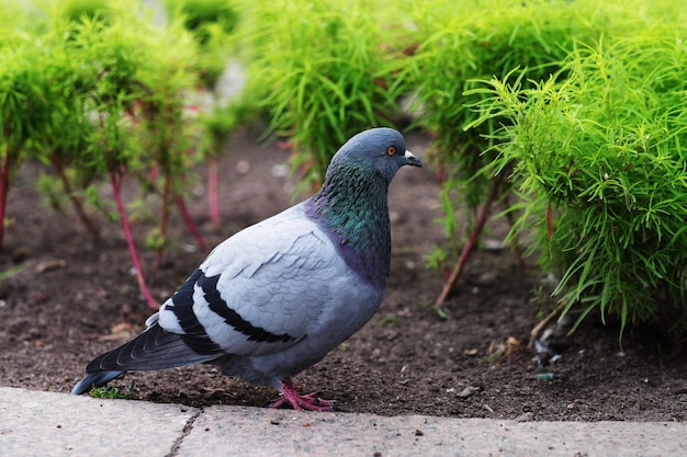 Pigeons walk, summer time, outdoor