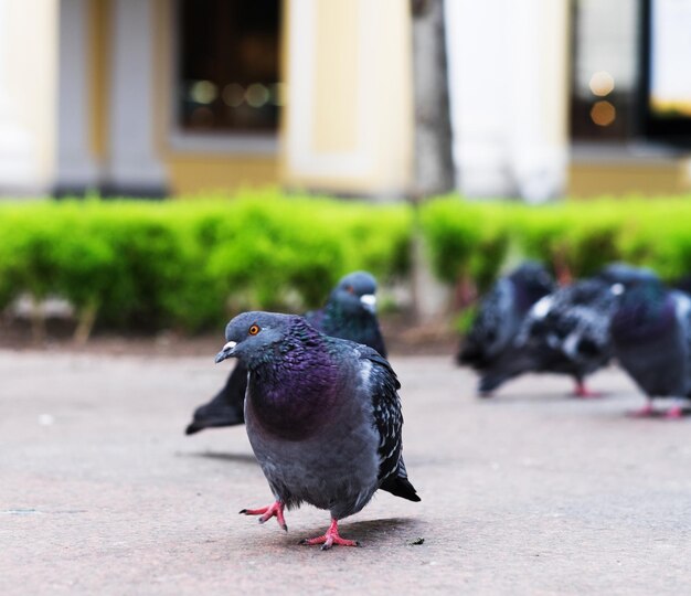 Pigeons walk summer time outdoor