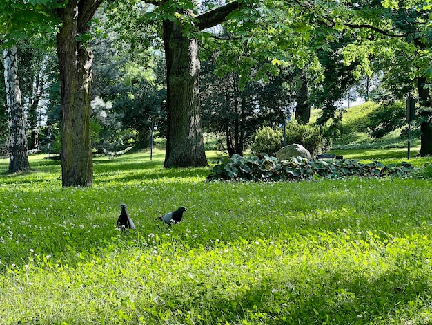 Piccioni che camminano nel parco verde