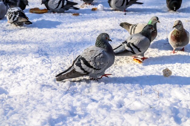 Pigeons in winter in the city