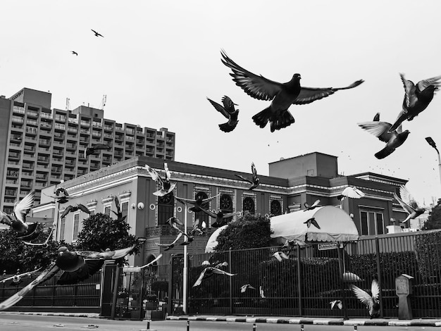 Photo pigeons