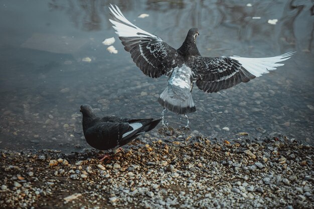 Pigeons