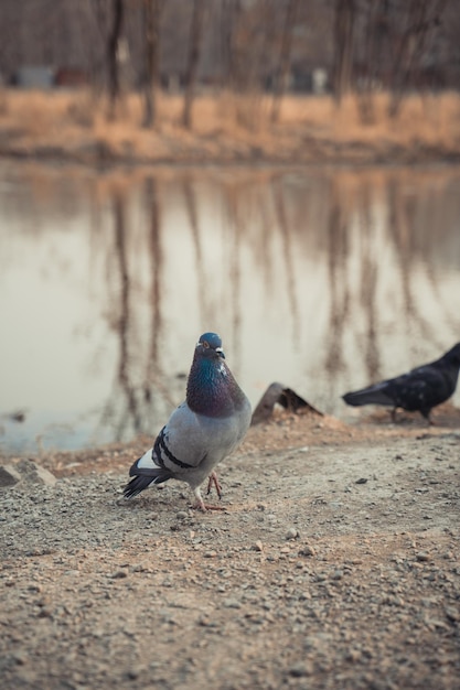 Photo pigeons