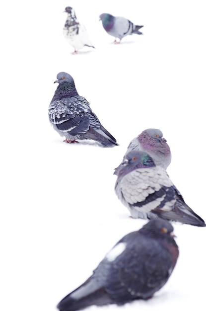 Pigeons