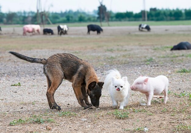 Photo piglet chihuahua and malinois in front of farm