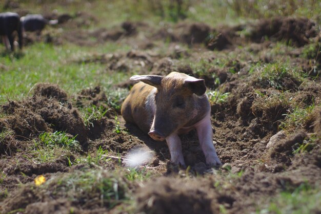 Foto piglet in een veld zonnebaden