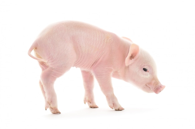 Piglet isolated on white background