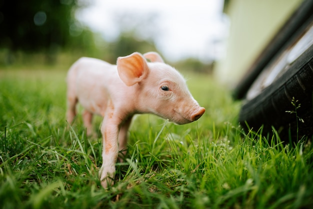 Piglet on a meadow.